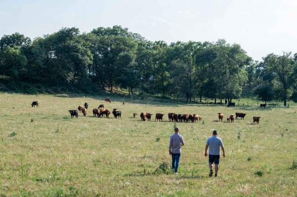 I pascoli del Drugolo