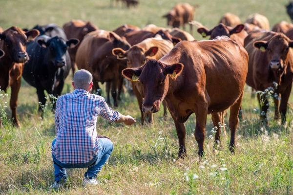 I pascoli del Drugolo