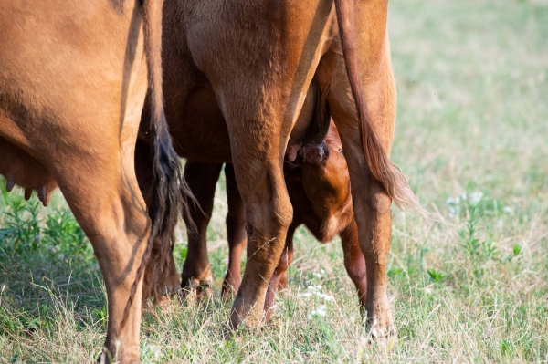 I pascoli del Drugolo