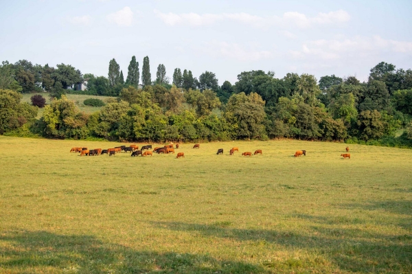 I pascoli del Durgolo