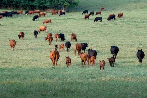 I pascoli del Durgolo