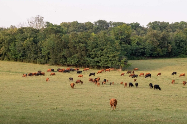 I pascoli del Durgolo
