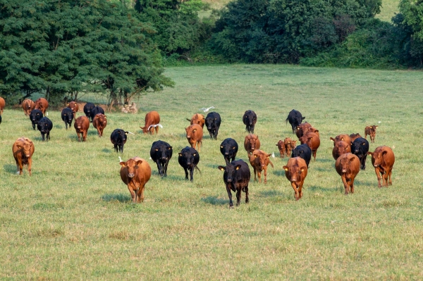 I pascoli del Durgolo