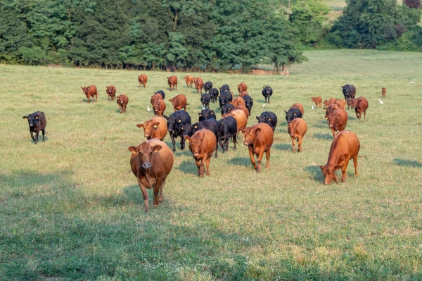 I pascoli del Durgolo